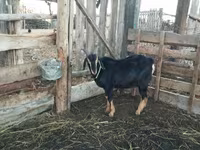 Widder, Romanov sheep — Foto 6