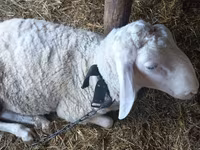 Qoʻchqor, Awassi sheep — 2-rasm