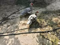 Ducks — photo 3