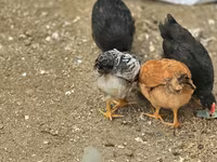 Chickens — foto 7