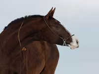 فرس, Akhal-Teke — الصورة 3