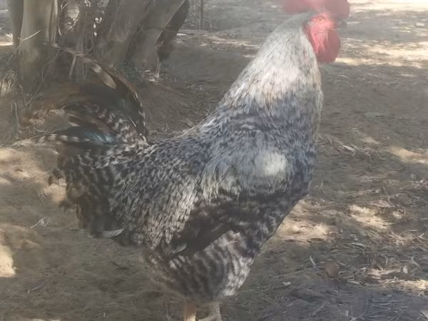 Словенская Вымазанная