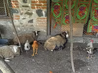भेड़, Romanov sheep — फ़ोटो 2