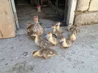 Ducks — फ़ोटो 3
