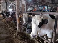 母牛, Cattle — 照片 5