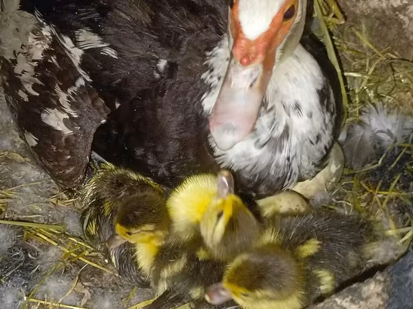 Ducks