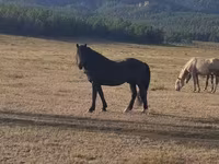 公马, New Altai Horse — 照片 1