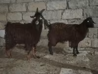 Billy Goat, Goats — photo 1