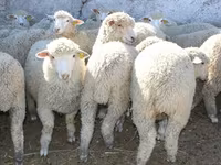 Carnero, Kuibyshev sheep — foto 2