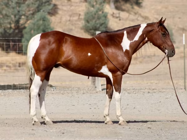 At, American paint horse
