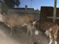 بقرة, Latvian Blue cattle — الصورة 2