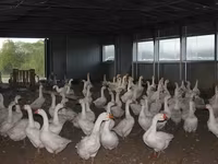 लिंडा — फ़ोटो 1