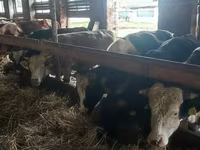公牛, Simmental cattle — 照片 2