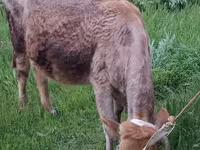 İnək, Azərbaycan zebu — foto 5