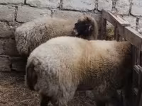 Widder, Blackheaded Persian sheep — Foto 2