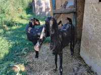 Ешкі, Kamori goats — 3-сурет