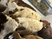 بقرة, Simmental cattle — الصورة 2