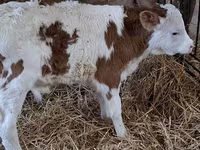 Bull, Simmental cattle — photo 1