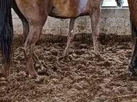Stute, Horse breed — Foto 4