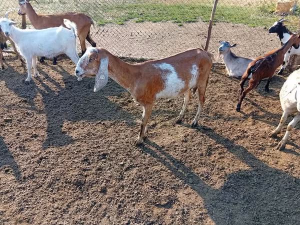 母山羊, Nubian Goat