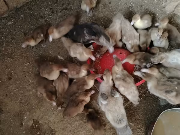Ducks