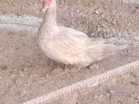 Ducks — फ़ोटो 4