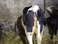 Kuh, Russian Black pied cattle — Foto 3
