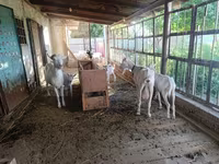 عنزة, Saanen goat — الصورة 2