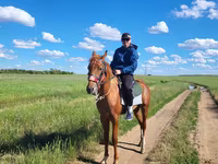 Hengst, Thoroughbred horse — Foto 3