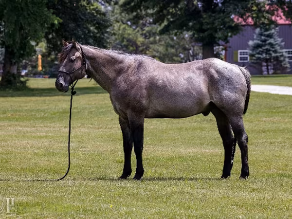 At, Quarter Horse