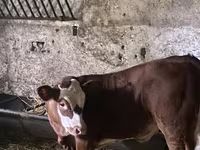 Kuh, Limousin-Kuh — Foto 2