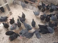 Australorp — foto 2