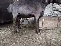 Qoç, Qoyunlar — foto 4