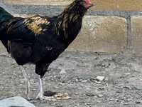 अमेराउकाना — फ़ोटो 2