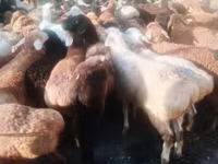 Widder, Schafe — Foto 2