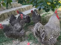 Chickens — फ़ोटो 3