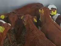 ثور, Simmental cattle — الصورة 2