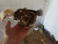 Chickens — 3-сурет