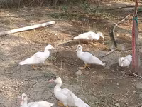 Ducks — Foto 6