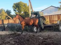 Horse (M), Horses — photo 2