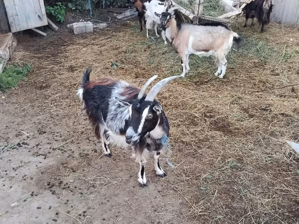 Cabra, Cabras