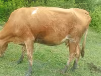 Vaca, Simmental cattle — foto 4