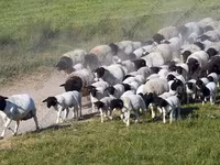 Qoç, Dorper sheep — foto 4