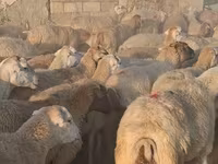 أغنام (دفعة، الجنس غير محدد), الأغنام — الصورة 3
