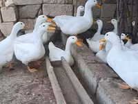بكين ألماني — الصورة 3