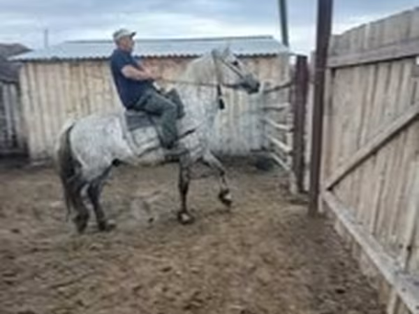 Конь, Арабская чистокровная