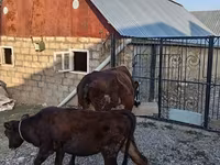 بقرة, Simmental cattle — الصورة 4