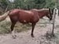 Hengst, Kazakh horse — Foto 7