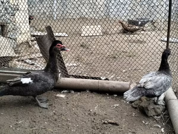 Turkeys