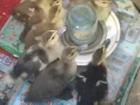 Ducks — फ़ोटो 3